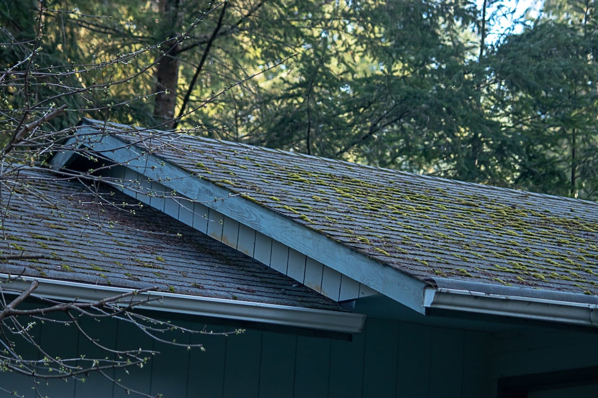 A close-up of moss on roof, with green patches spreading across the shingles. The house, featuring blue siding, sits among tall trees in a forested area and is partially shaded by the leafy canopy.