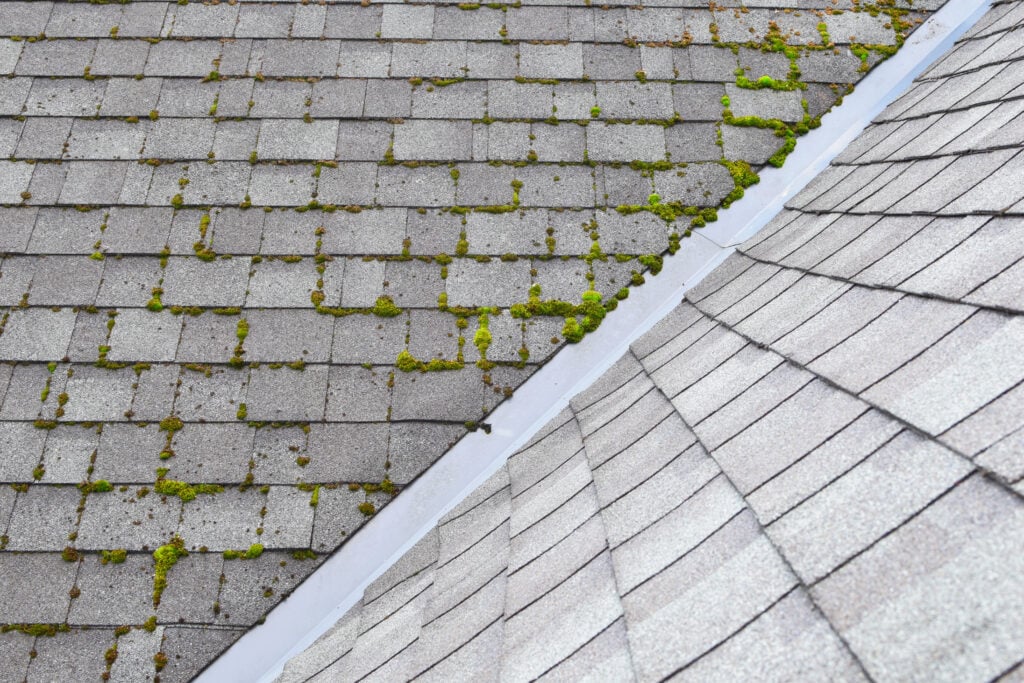 Close-up of a roof with gray asphalt shingles; one side displays moss on roof, with green patches growing between shingles, while the other side remains clean and moss-free. moss on roof
