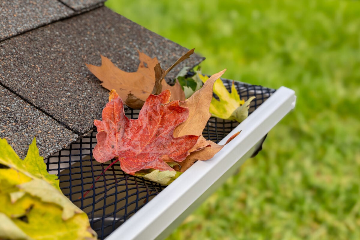 Close-up of a house roof with a gutter guard, covered by autumn leaves, including a striking red one. The blurred green grass in the background raises the question: are gutter guards worth it for keeping your gutters leaf-free?. are gutter guards worth it