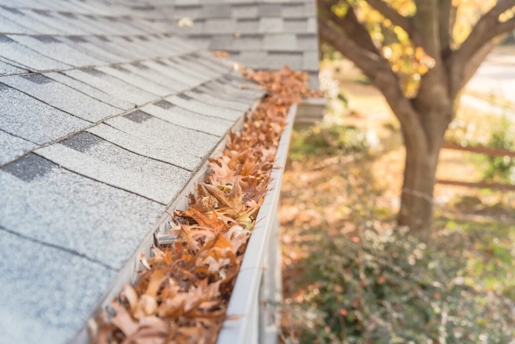A house gutter filled with dry autumn leaves beneath a gray shingled roof, with a tree and fall foliage visible in the background.