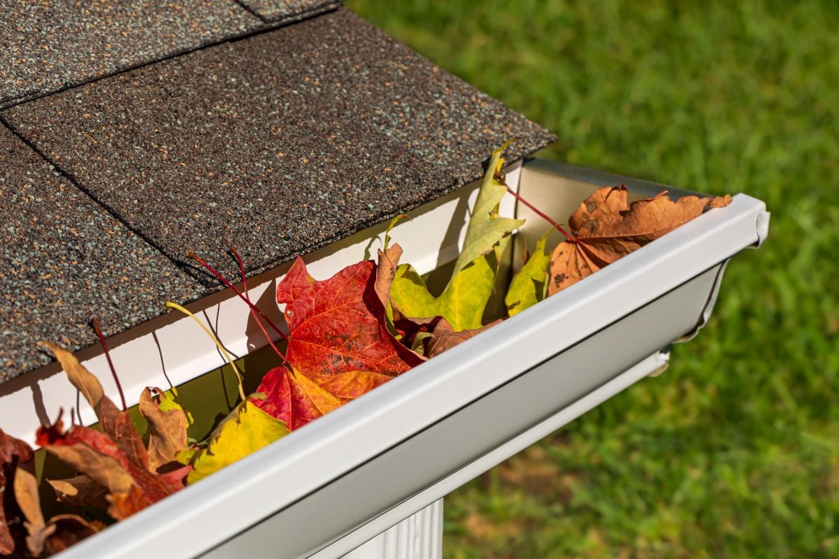 Closeup of house rain gutter clogged with colorful leaves falling from trees in fall.